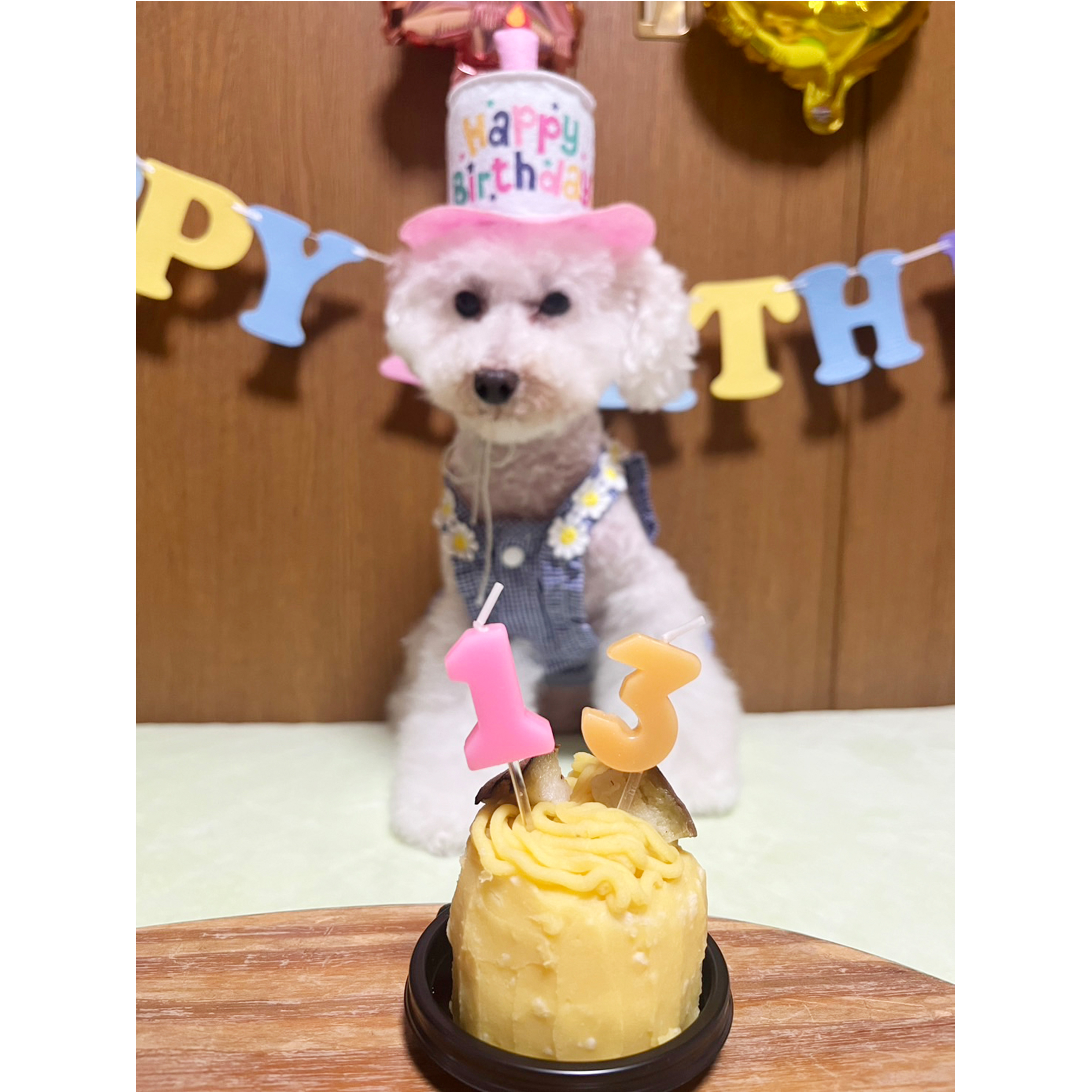 ☆卒業犬とわちゃんのお誕生日☆